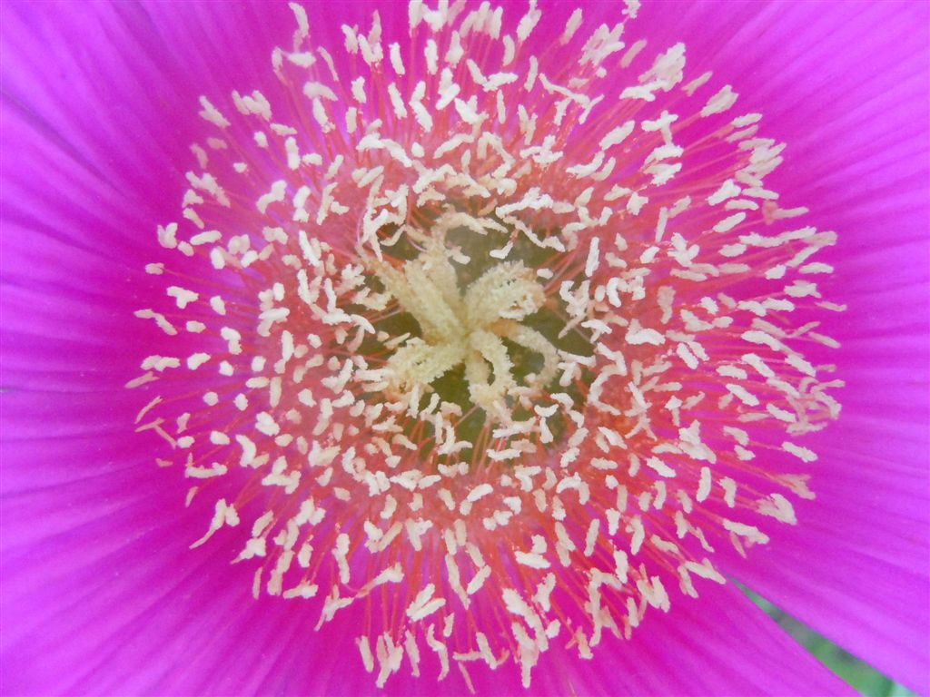 Carpobrotus edulis / Fico degli Ottentotti edule